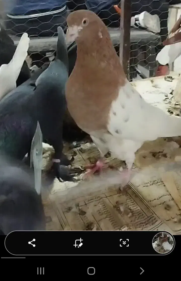 کفتر|پرنده|بستان آباد, |دیوار