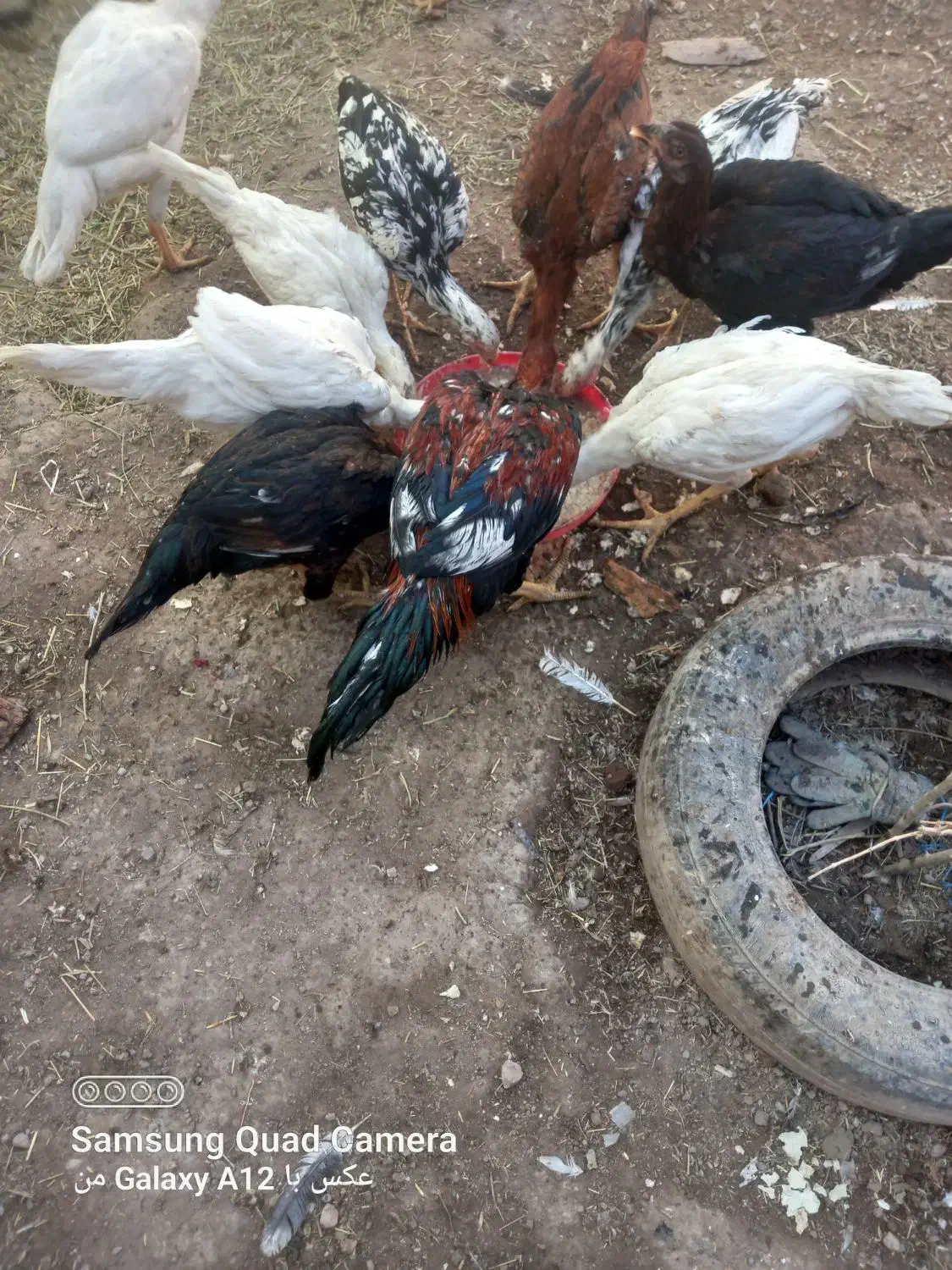 لاری اصیل|حیوانات مزرعه|میانه, |دیوار