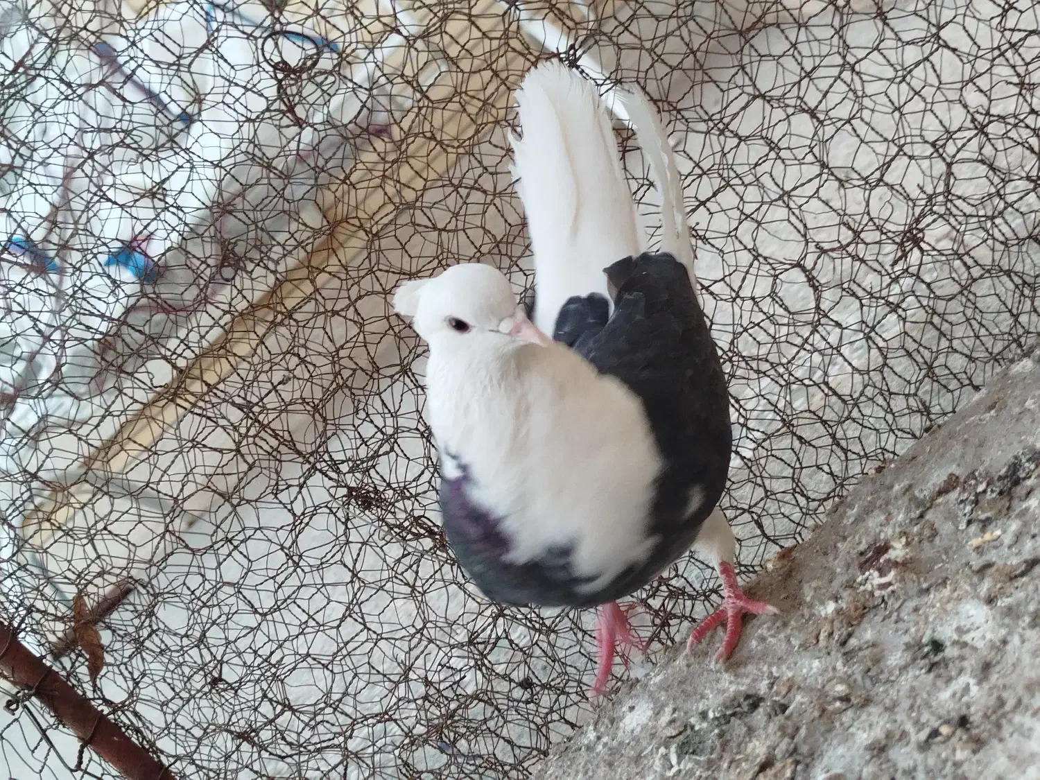 کفتر پشتدار ماده|حیوانات|زرند, |دیوار