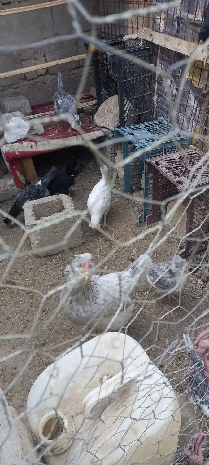 مرغ گلین طوسی با ۹عدد جوجه بزرگ|حیوانات مزرعه|عنبرآباد, |دیوار