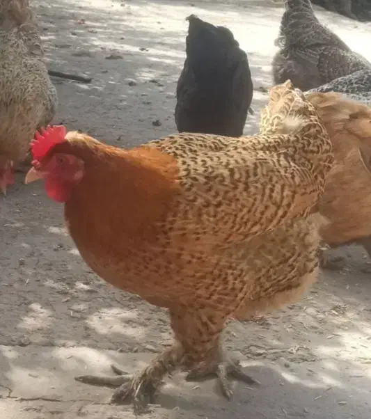 مرغ محلی|حیوانات مزرعه|دهدشت, |دیوار