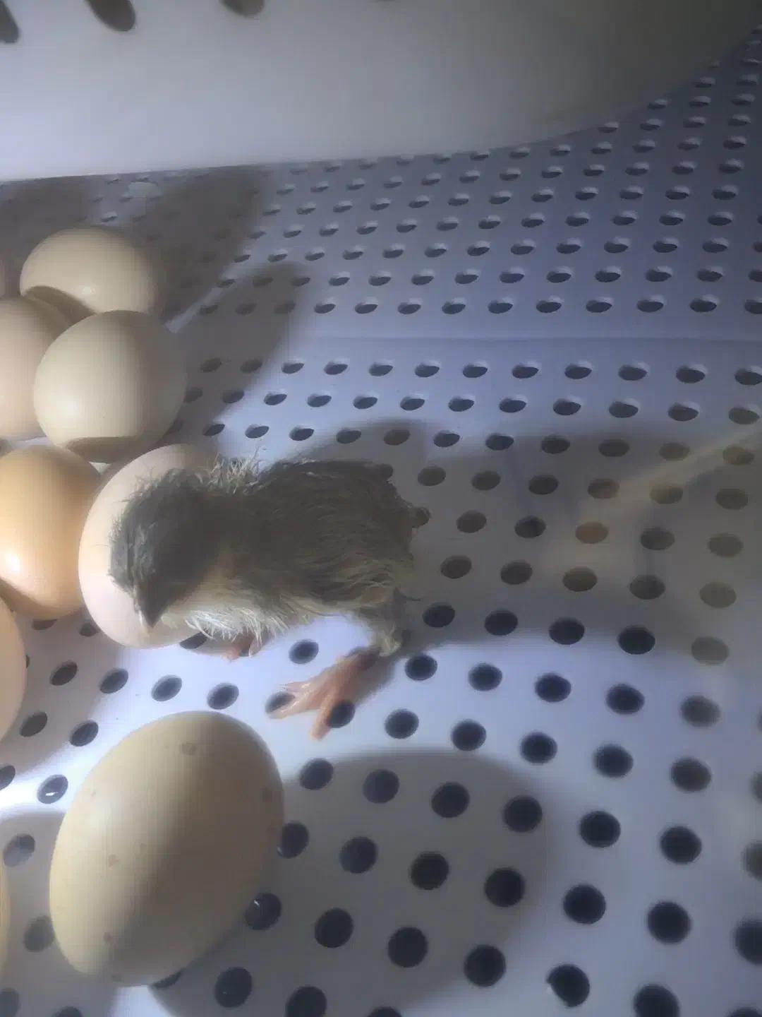 دستگاه جوجه کشی اژاکس 72 تایی|ماشینآلات صنعتی|اسلامشهر, شهرک واوان|دیوار