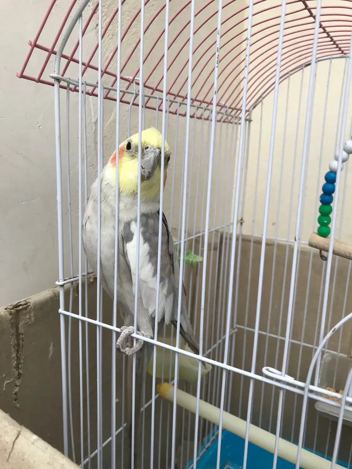 عروس هلندی نر|پرنده|پارس‌آباد, |دیوار