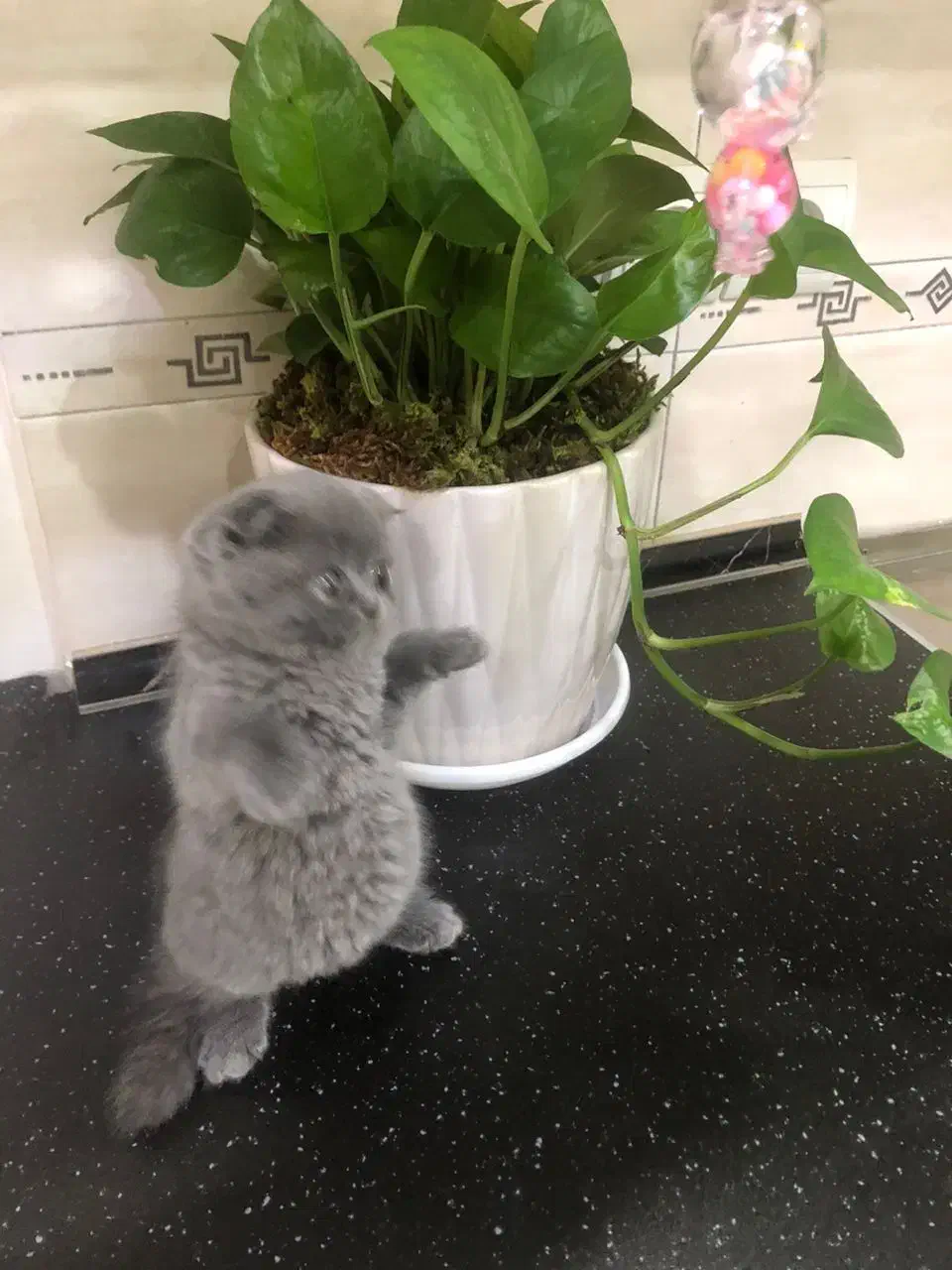 اسکاتیش دختر|گربه|تهران, دردشت|دیوار