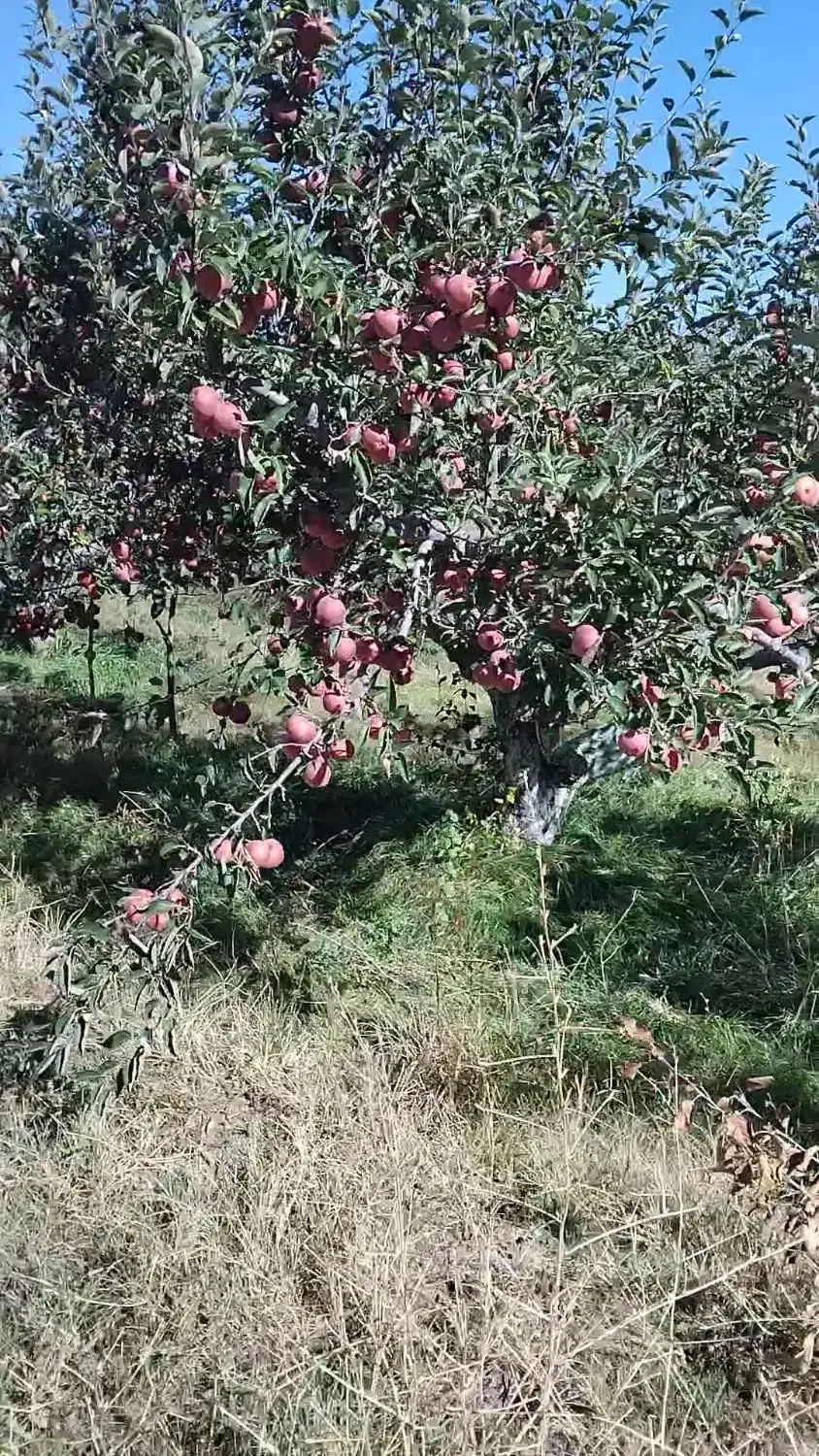 خرید سیب و اجاره باغات سیب|خدمات باغبانی و درختکاری|اهر, |دیوار