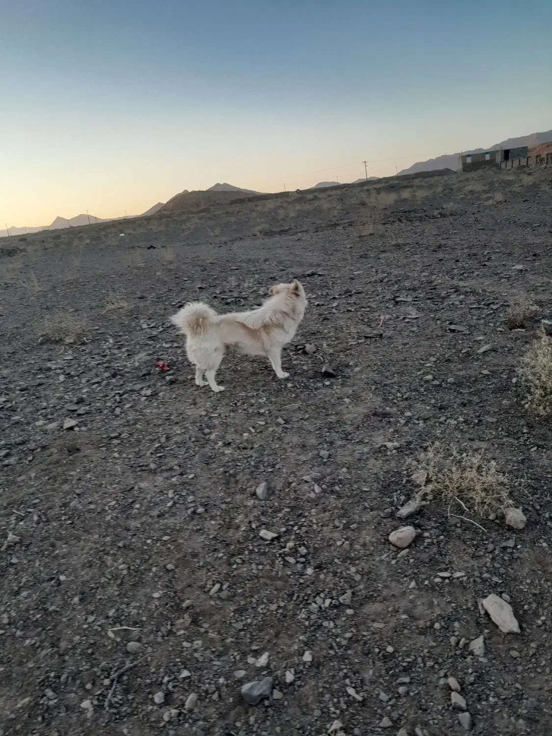 سک پاکوتاه|سگ|بردسکن, |دیوار