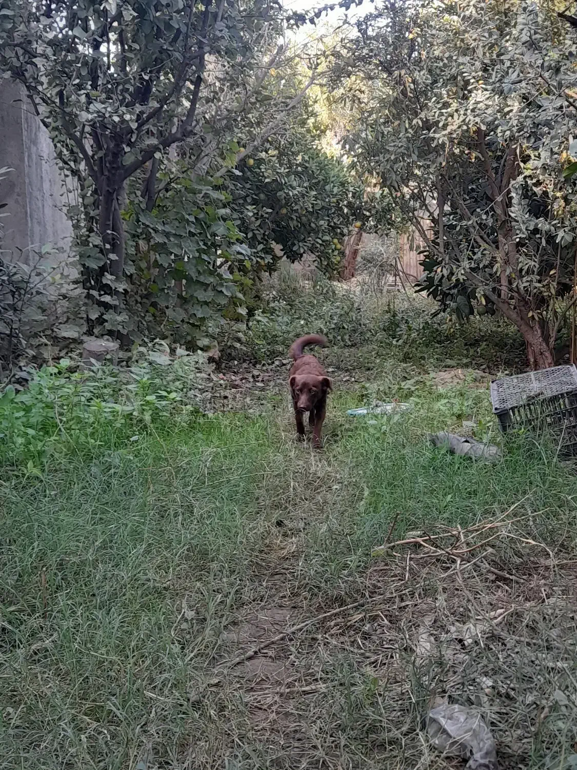 ماده اشپیتز|سگ|گرگان, |دیوار