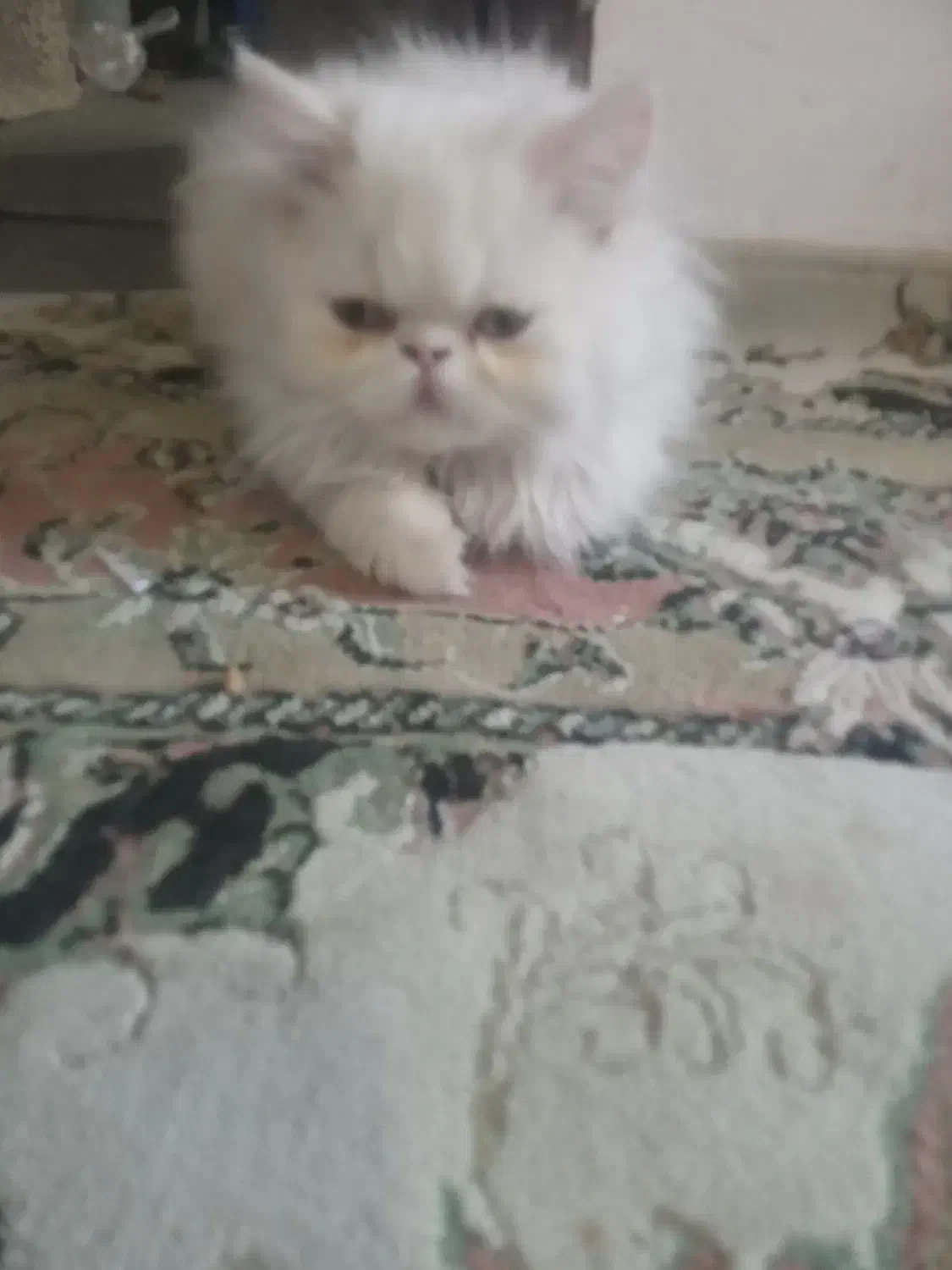 بچه گربه|گربه|ارومیه, |دیوار