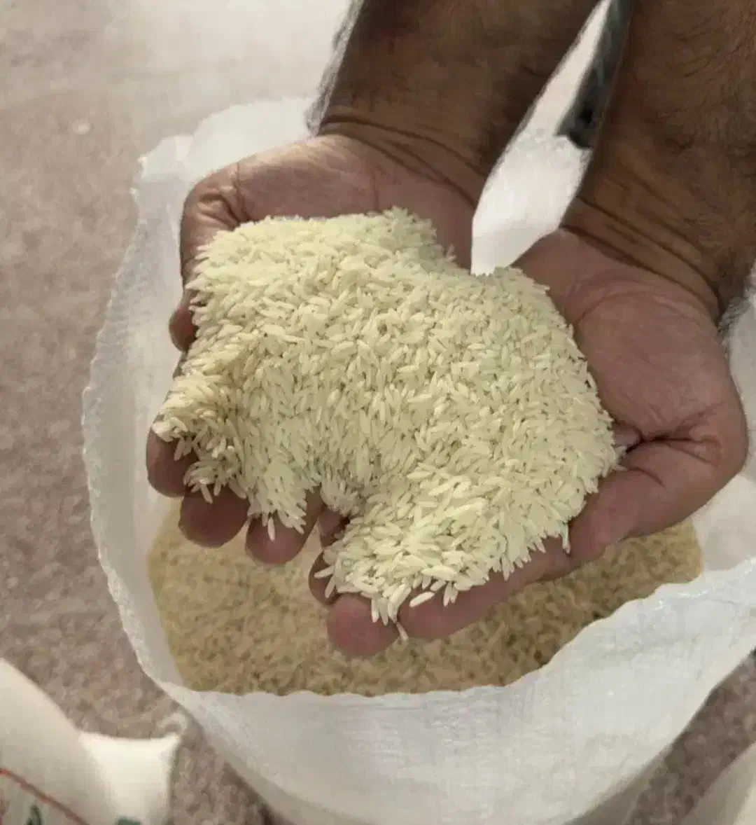 برنج گیلان مازندران/ عمده تناژ/ هاشمی طارم صدری|خوردنی و آشامیدنی|تهران, فلسطین (میدان انقلاب)|دیوار