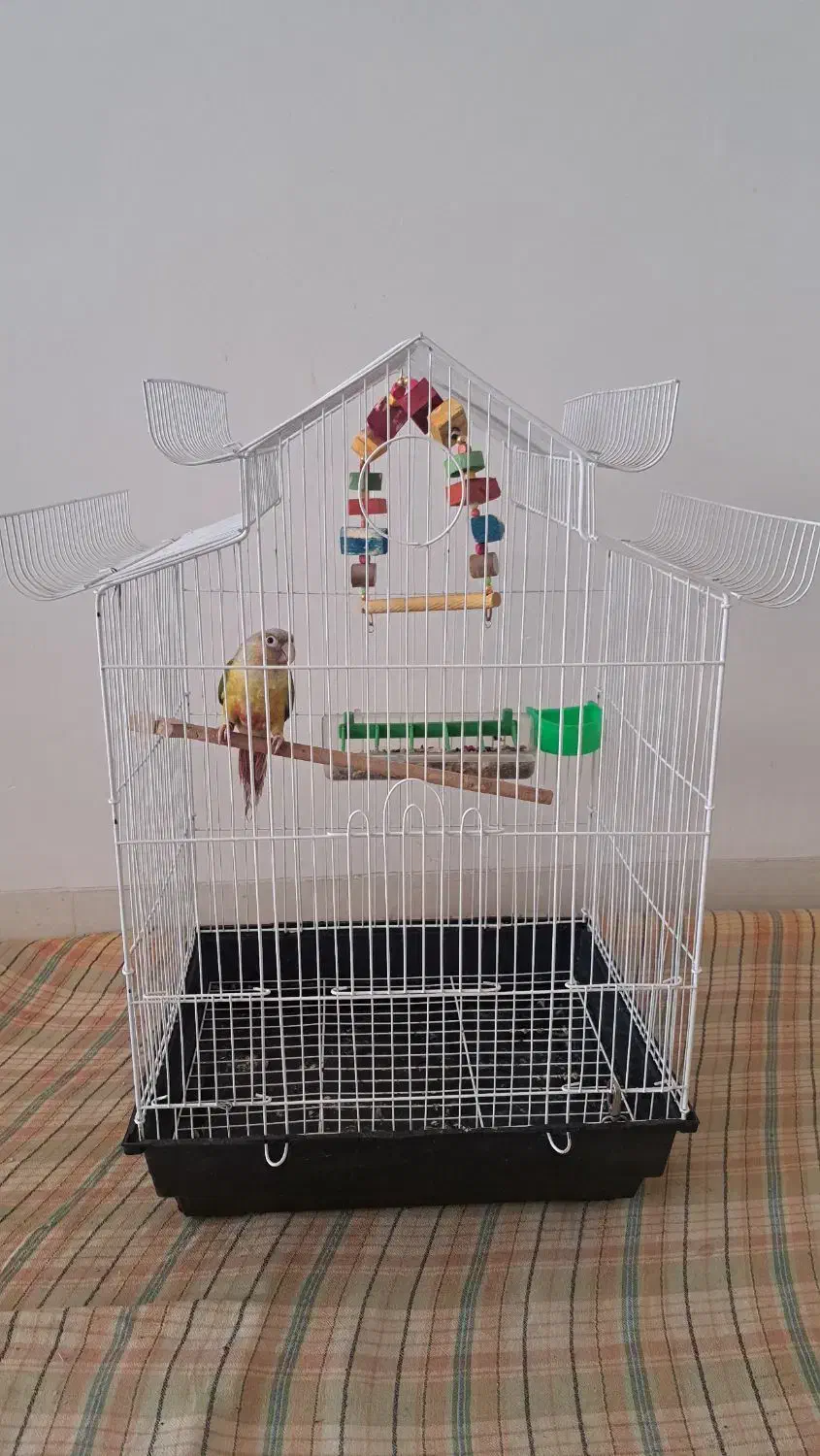 گرنچیک تازه دونه خور شده رام|پرنده|کرمان, |دیوار