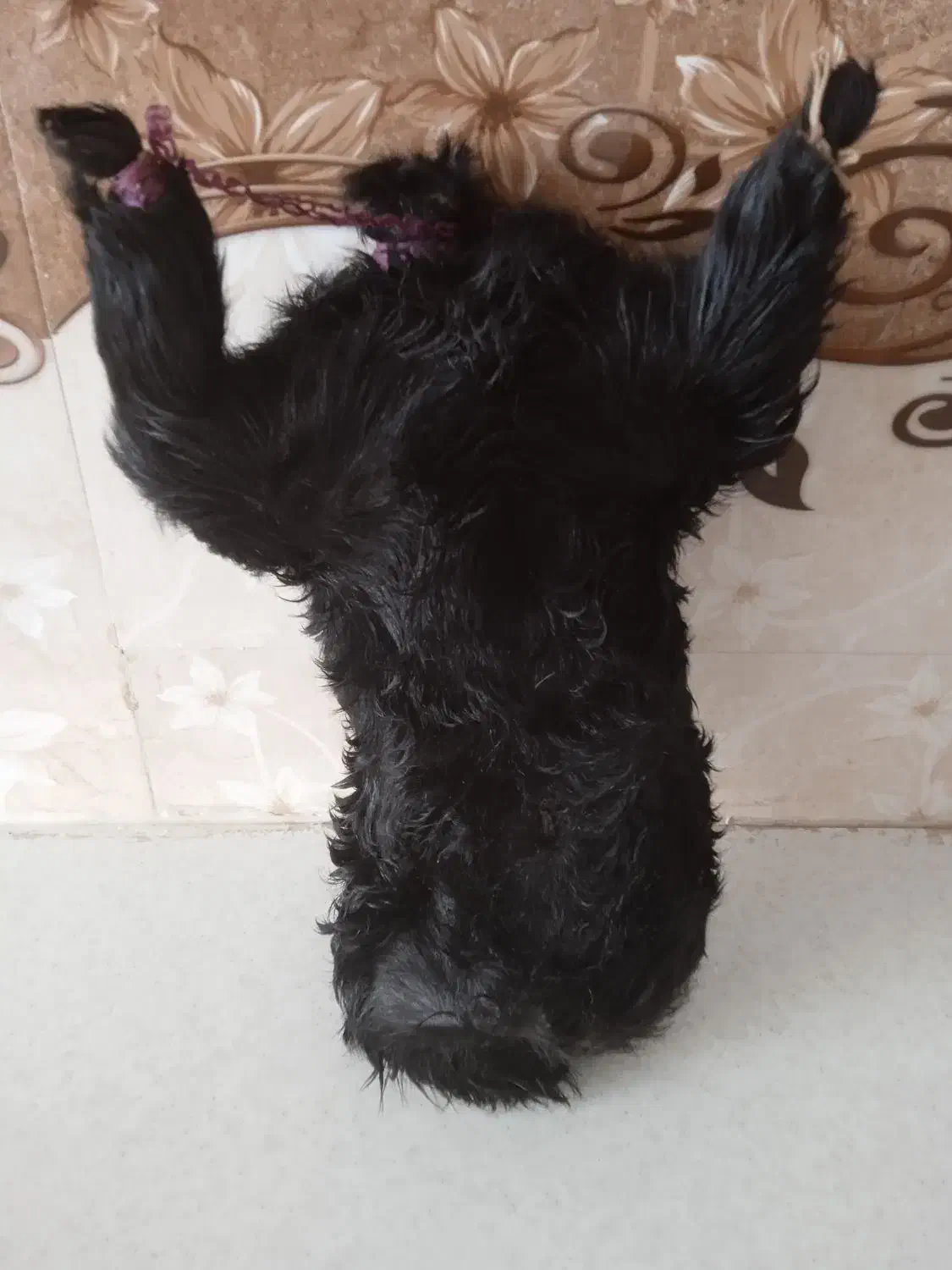 هیزه کوچیک|صنایع دستی و سایر لوازم تزئینی|خرم‌آباد, |دیوار