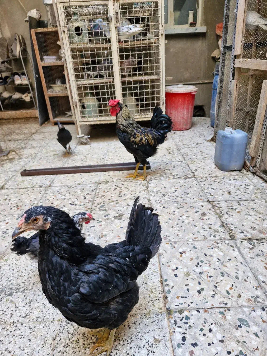 مرغ و خروس گلین اصلی|حیوانات مزرعه|تهران, جوادیه|دیوار