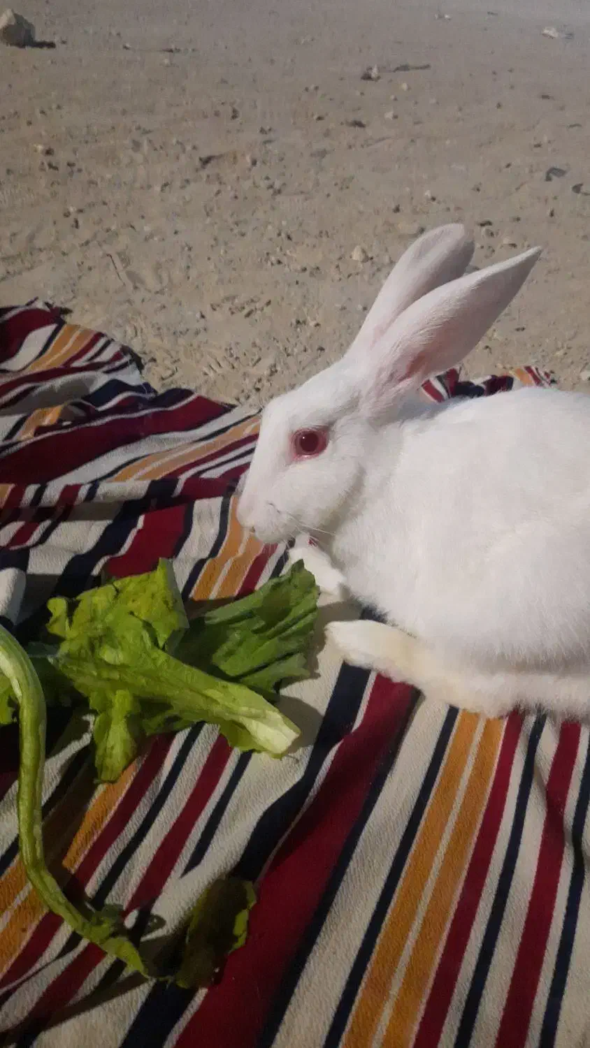 خرگوش|موش و خرگوش|بندر کنگان, |دیوار