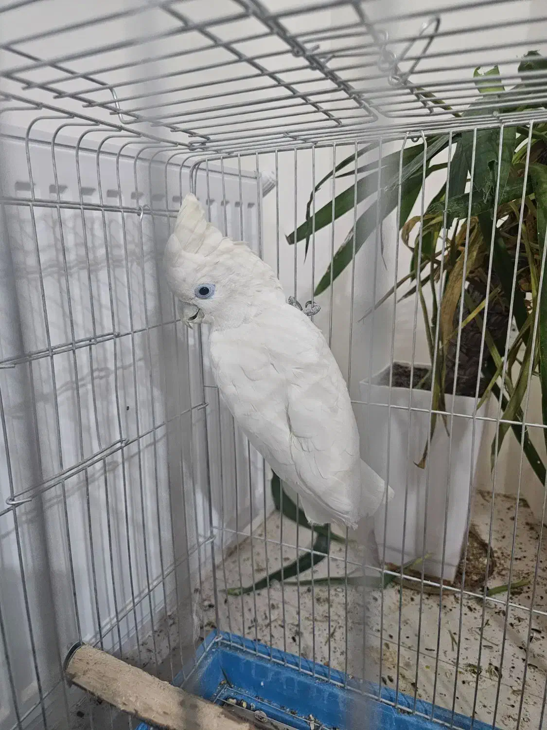 کاکادو معاوضه کاسکو|پرنده|شیراز, شهرک فرزانگان|دیوار