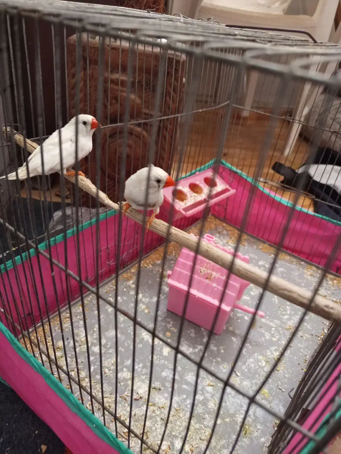 فنچ|پرنده|زرند, |دیوار