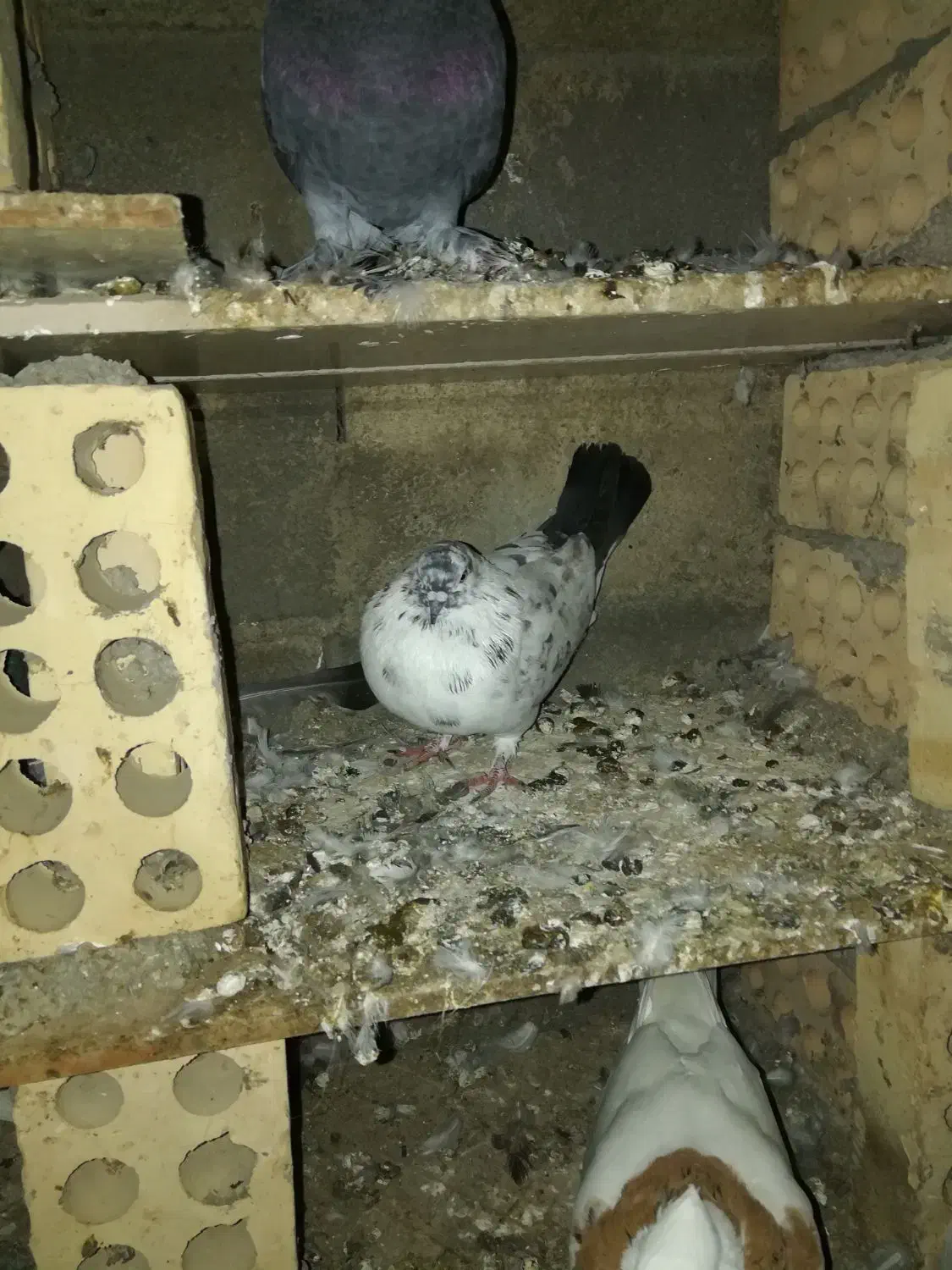 کبوتر سرور و تکپر|پرنده|رامیان, |دیوار