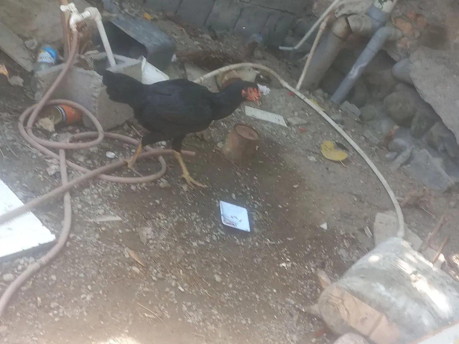 مرغ و خروس|حیوانات مزرعه|میناب, |دیوار