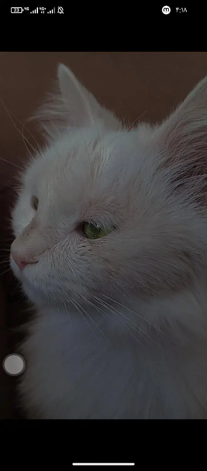 واگذاری پرشین سفید|گربه|نرماشیر, |دیوار