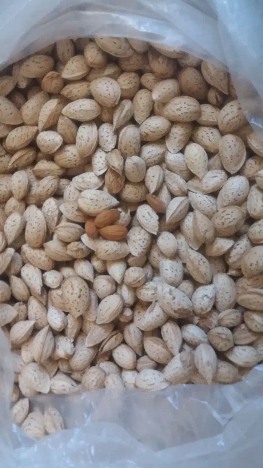 فروش بادام محب، سفید، پوست کاغذی|عمده‌فروشی|بن, |دیوار