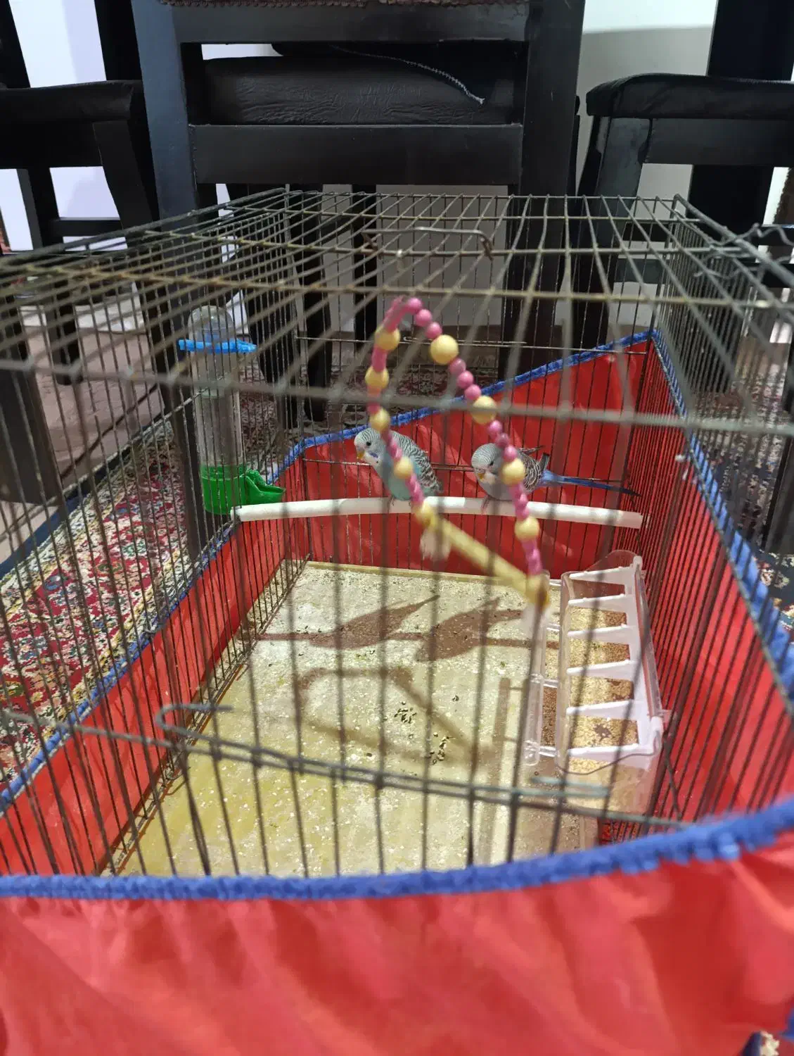 مرغ عشق|پرنده|بروجرد, |دیوار