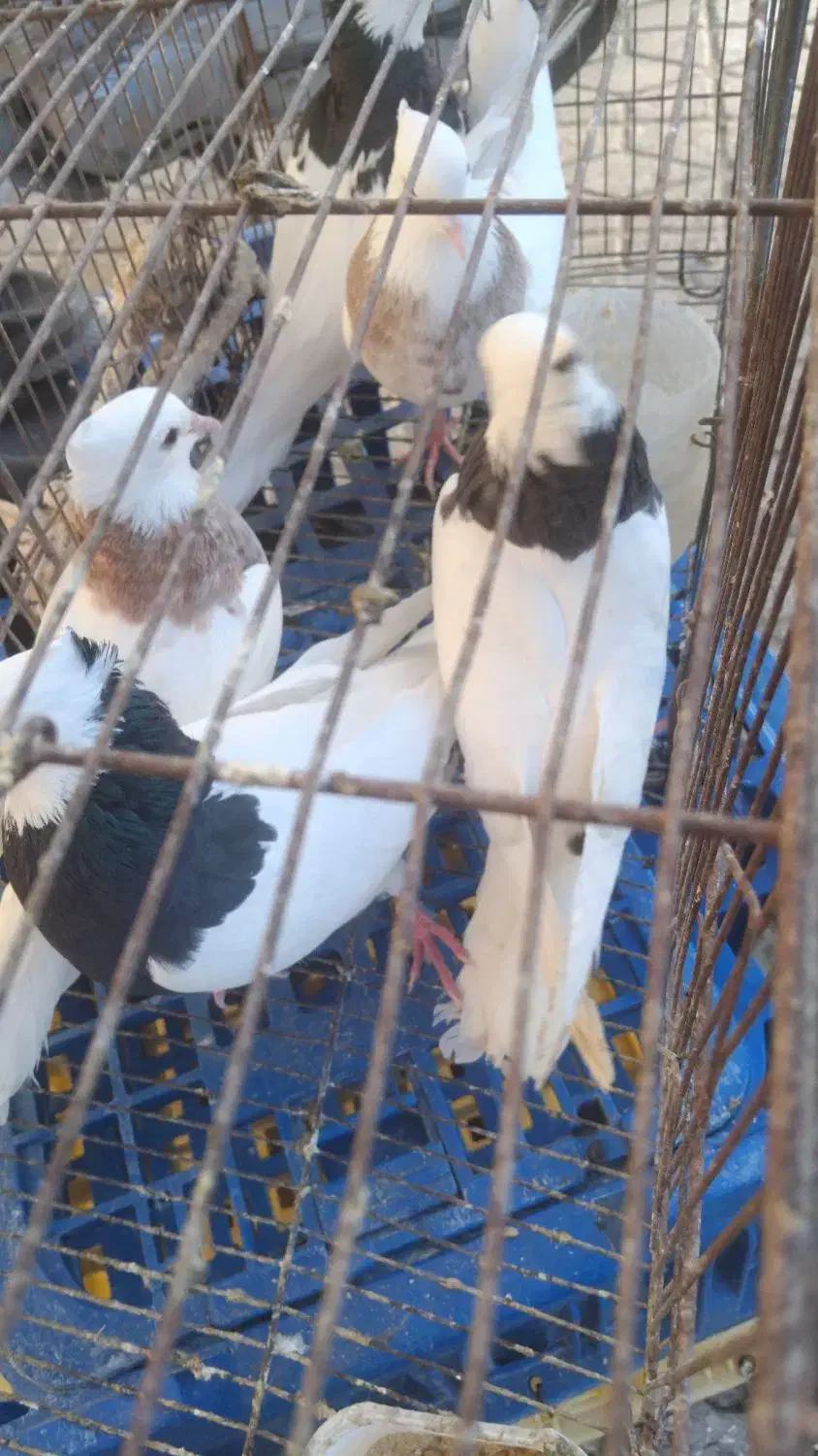 کبوتر طوقی|پرنده|دره شهر, |دیوار