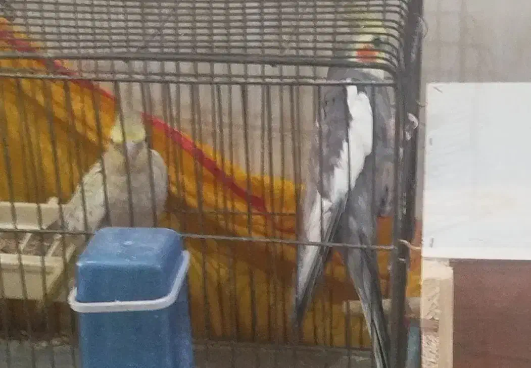 کفتر عروس هلندی ..قناری سهره معاوضه با|پرنده|پاکدشت, پاکدشت (مامازند)|دیوار