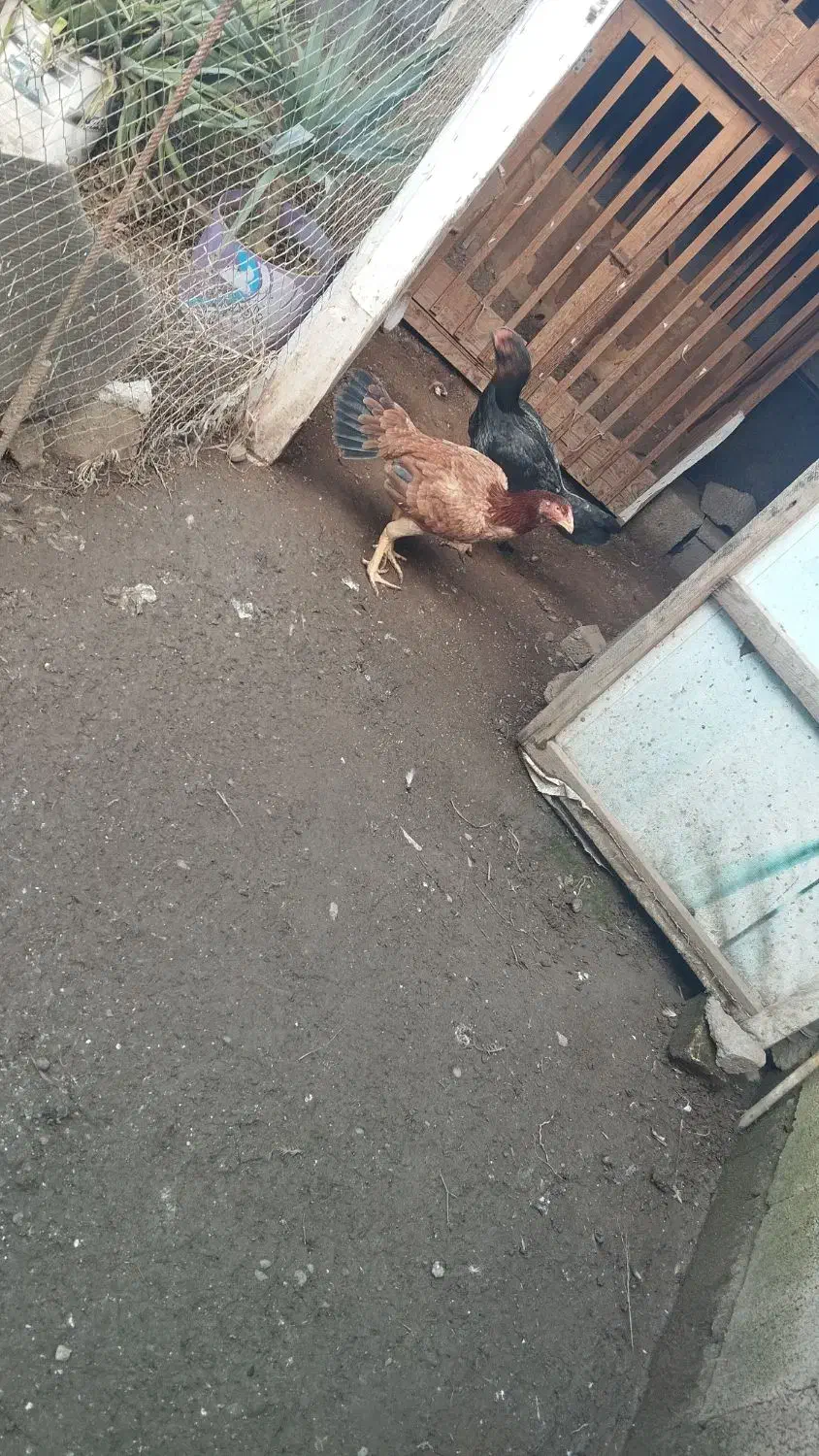 مرغ|حیوانات مزرعه|لنگرود, |دیوار