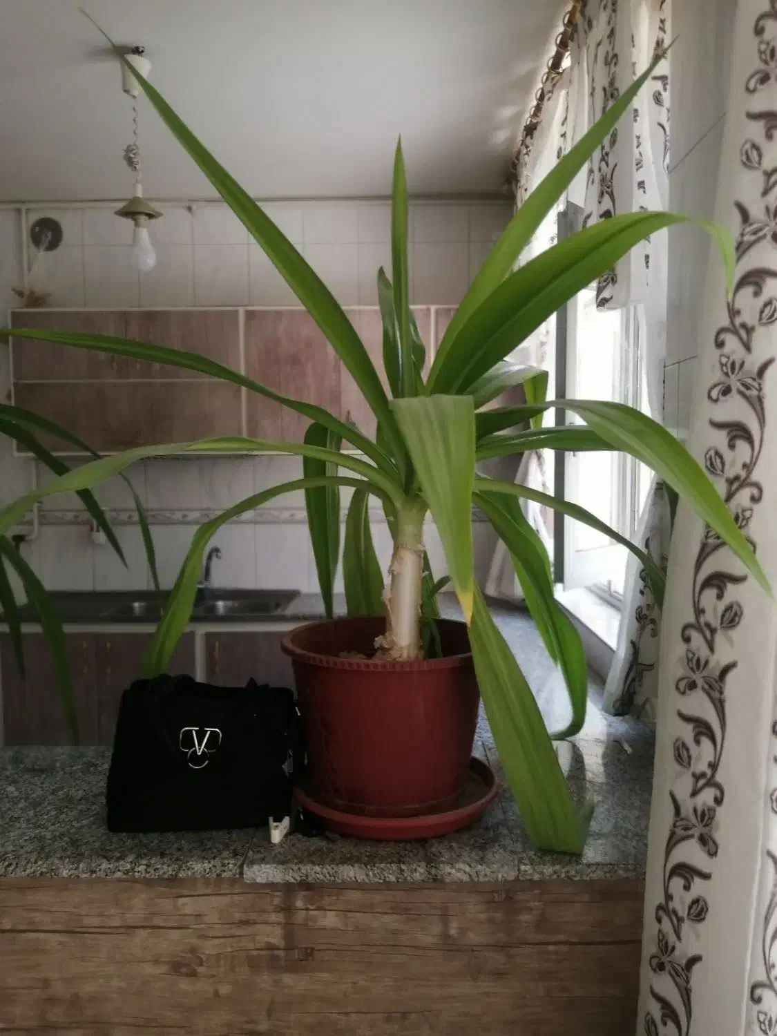 گل موزیزیبا|گل و گیاه طبیعی|نجفآباد, شریعتی|دیوار