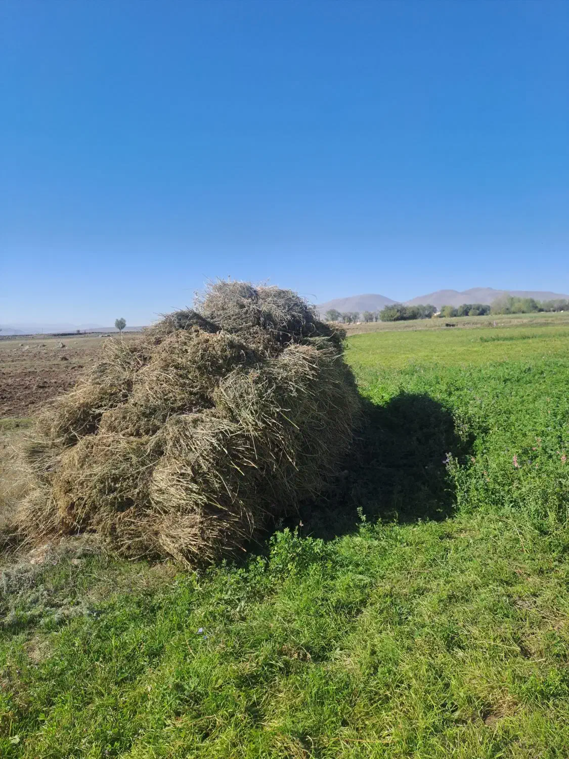 علف یونجه  برداشت سوم|عمدهفروشی|نیر (اردبیل), |دیوار