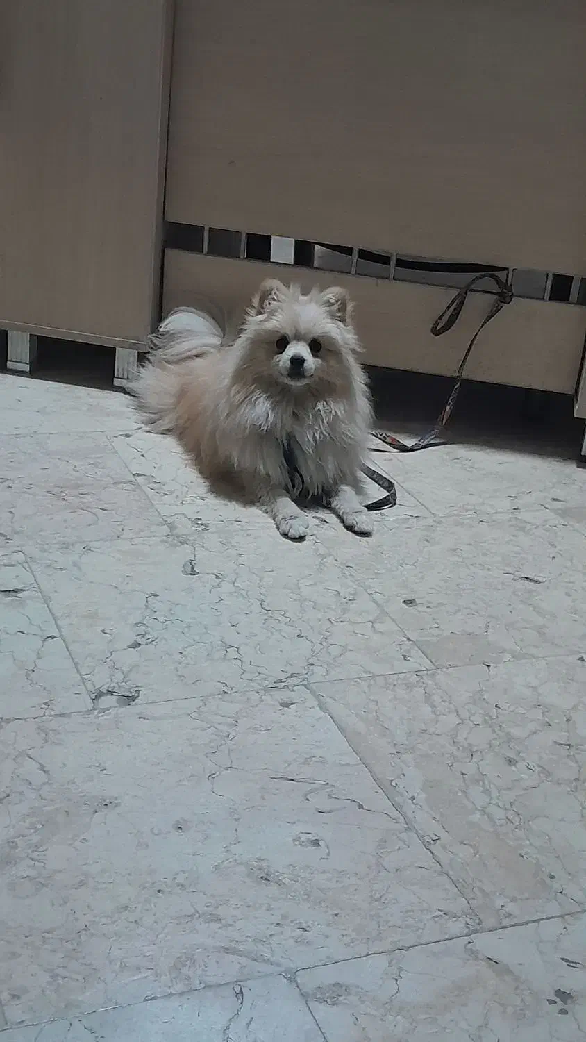 پامر|سگ|بومهن, |دیوار