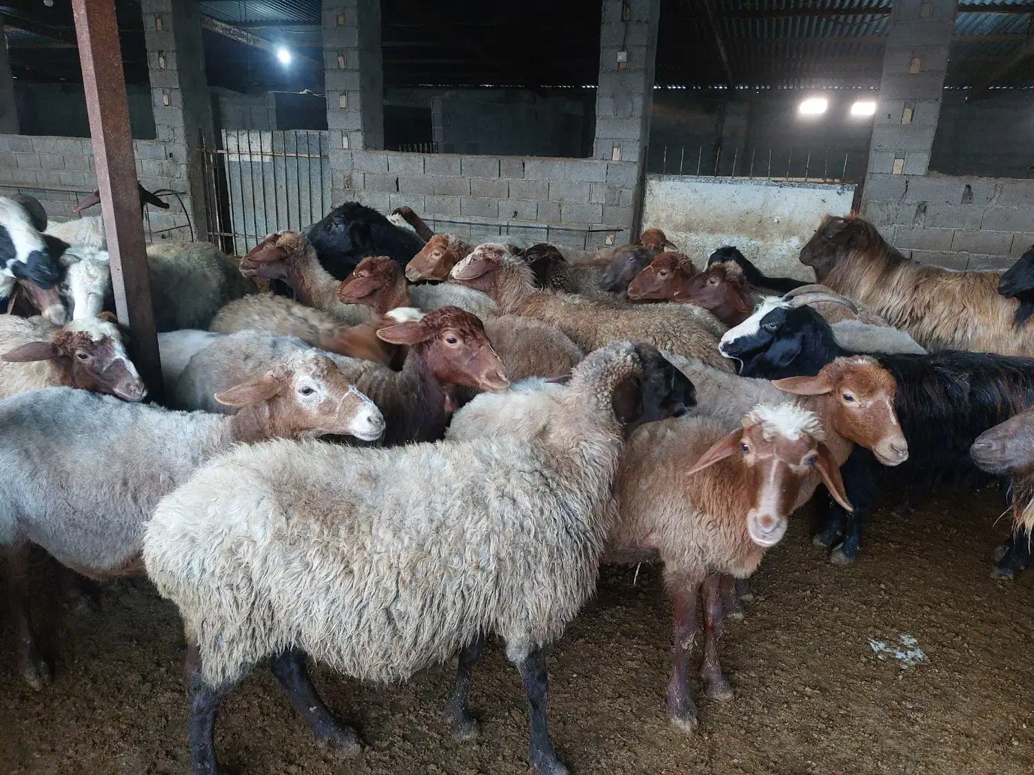 فروش ۴۰ راس میش|حیوانات مزرعه|فرح آباد, |دیوار