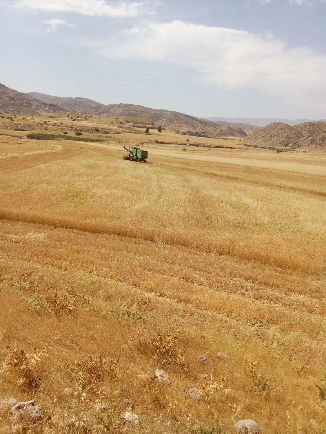 کود|گل و گیاه طبیعی|آبدانان, |دیوار