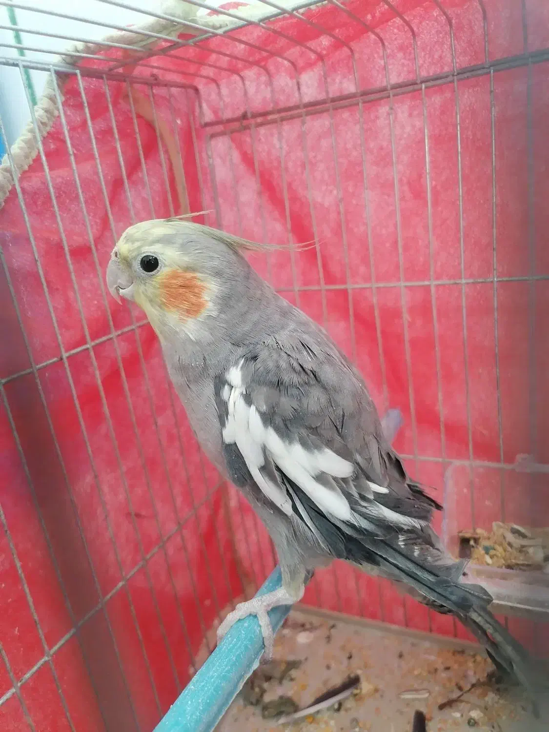 عروس هلندی|پرنده|میمند, |دیوار