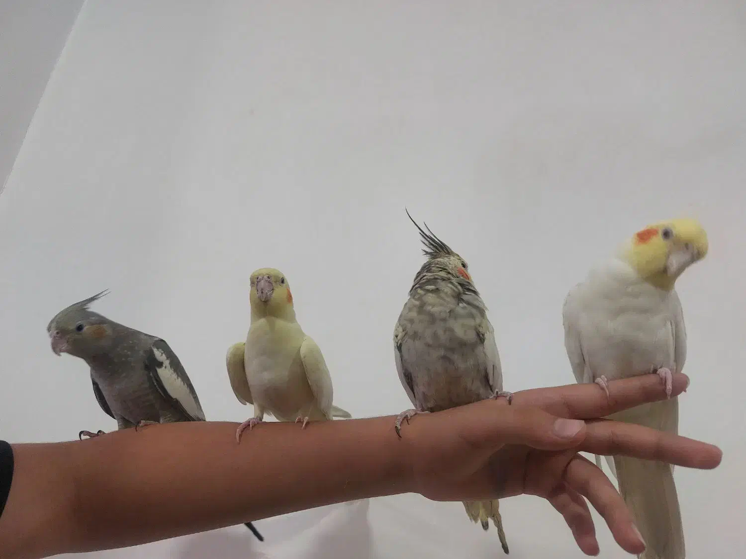 عروس هلندی خاکستری شش ماهه|پرنده|سردشت, |دیوار