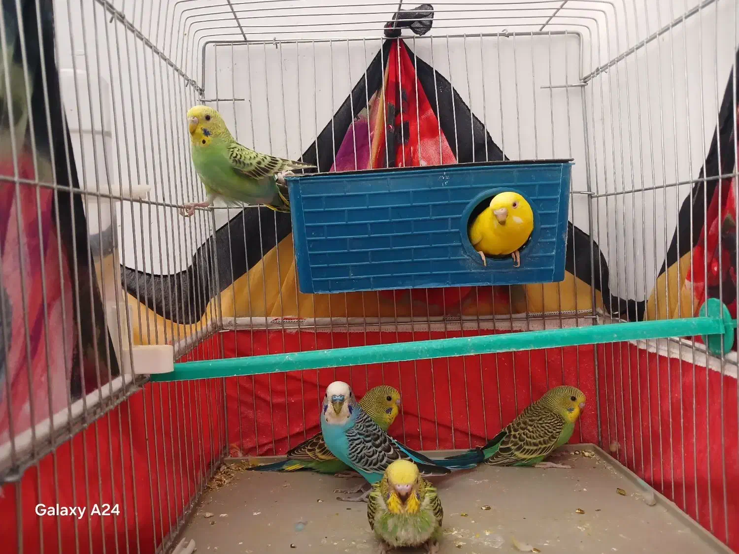 ۶عددمرغ عشق|پرنده|شیراز, ریاستی|دیوار