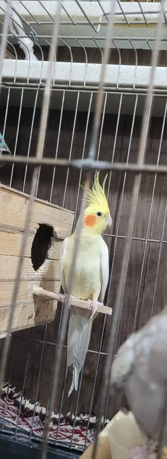 نر لوتینو|پرنده|بروجرد, |دیوار