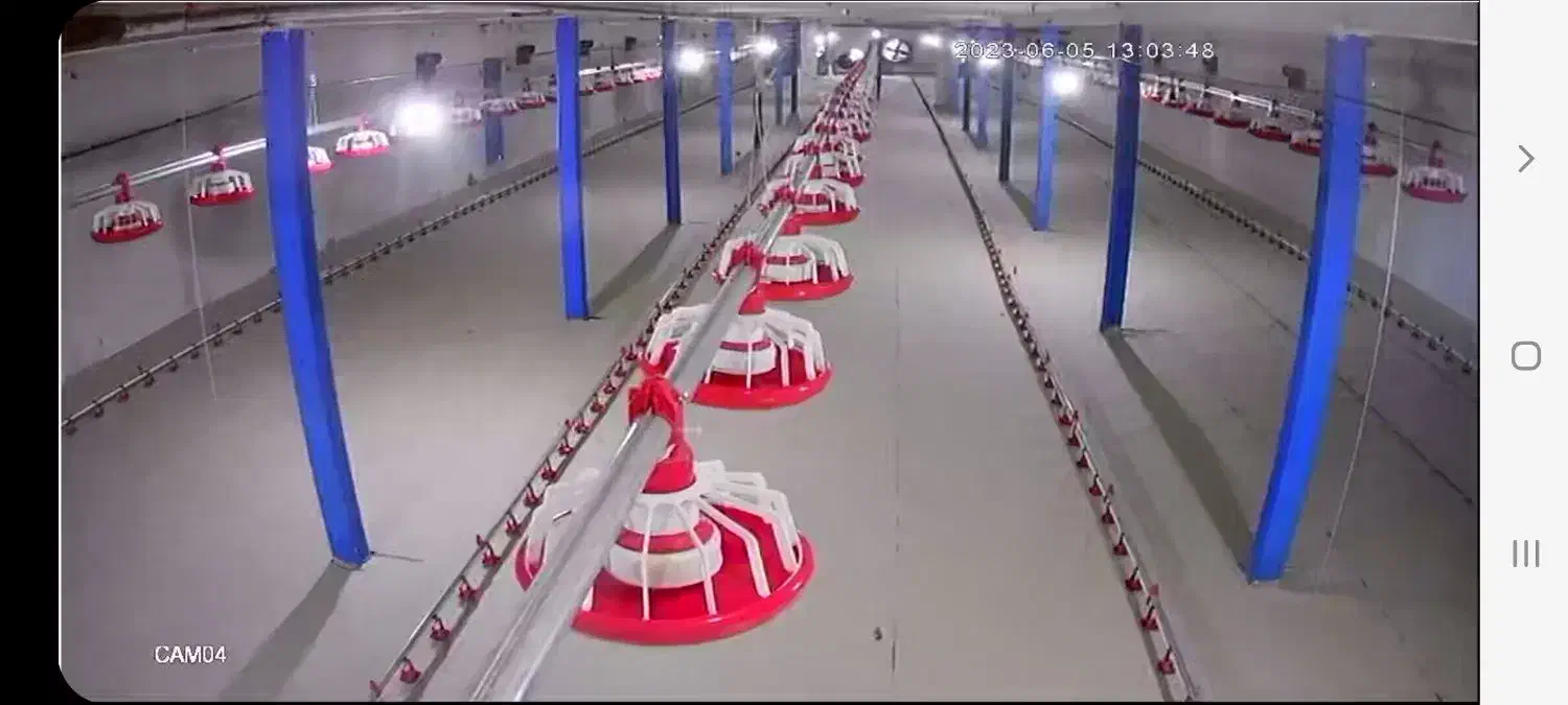 مرغداری ۲۰ هزار فروش|فروش دفتر صنعتی، کشاورزی، تجاری|سیلاخور, |دیوار