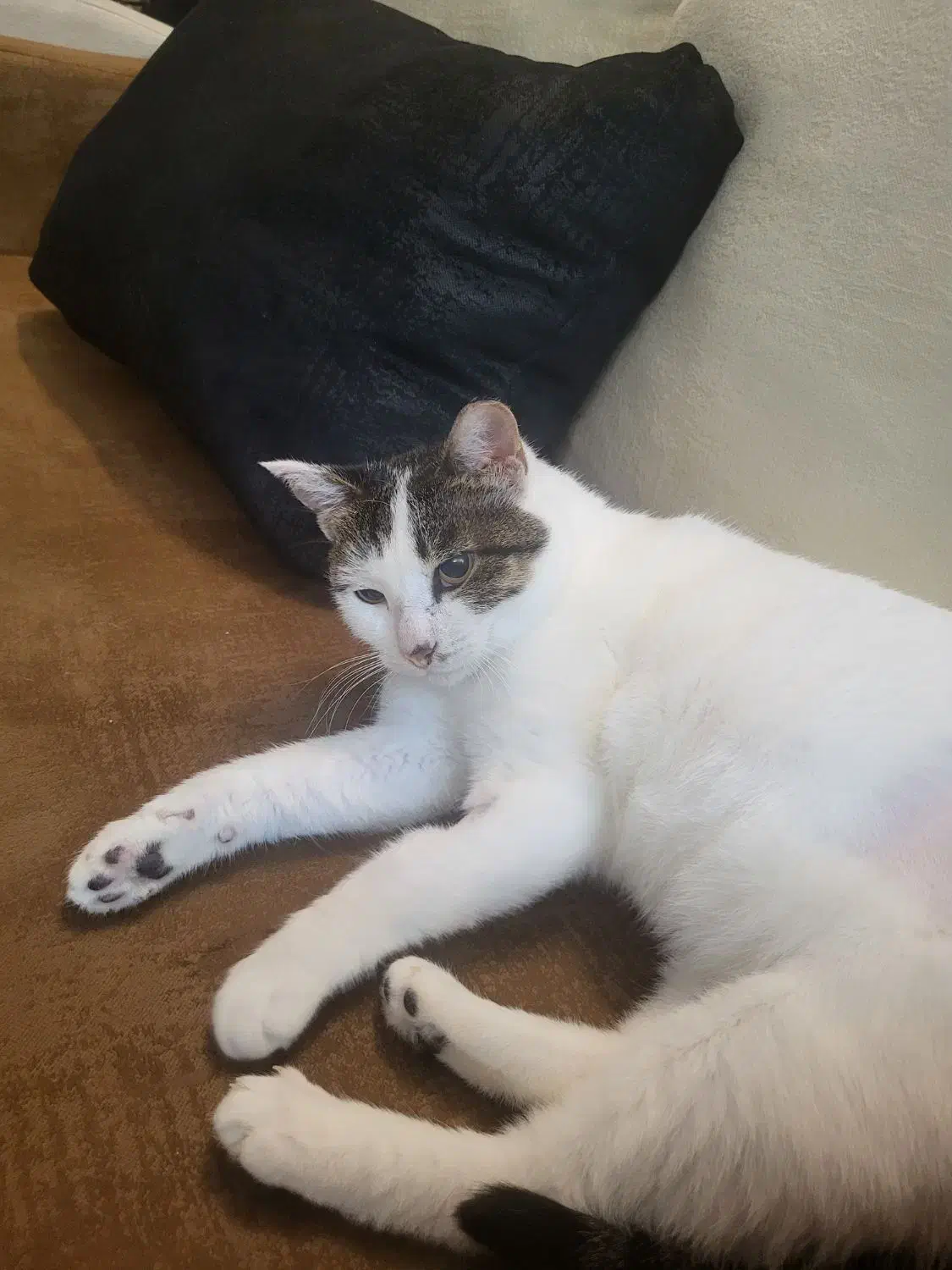 واگذاری گربه عقیم شده ورایگان|گربه|شیراز, ارم|دیوار