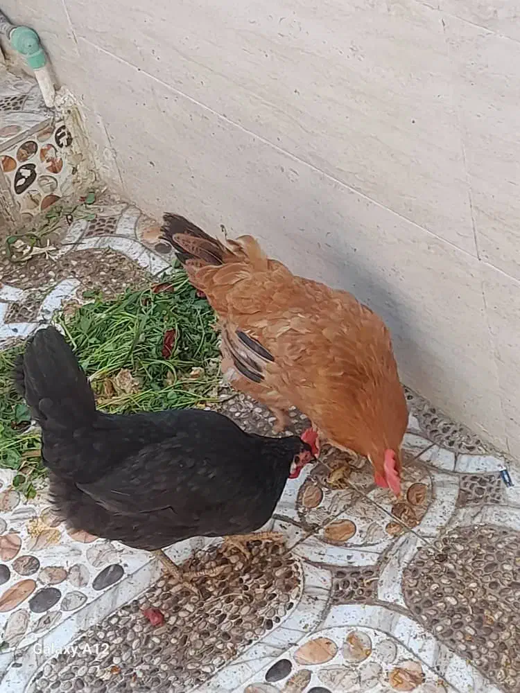 مرغ|پرنده|هندیجان, |دیوار