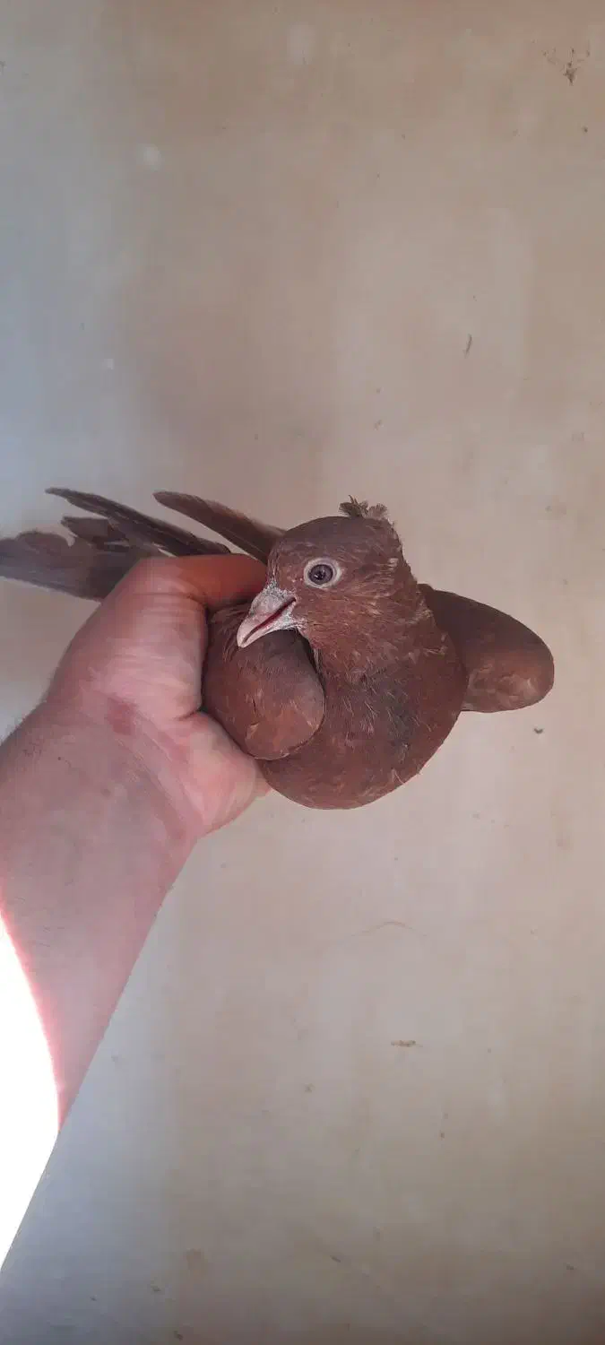 کفتر|پرنده|ششطراز, |دیوار