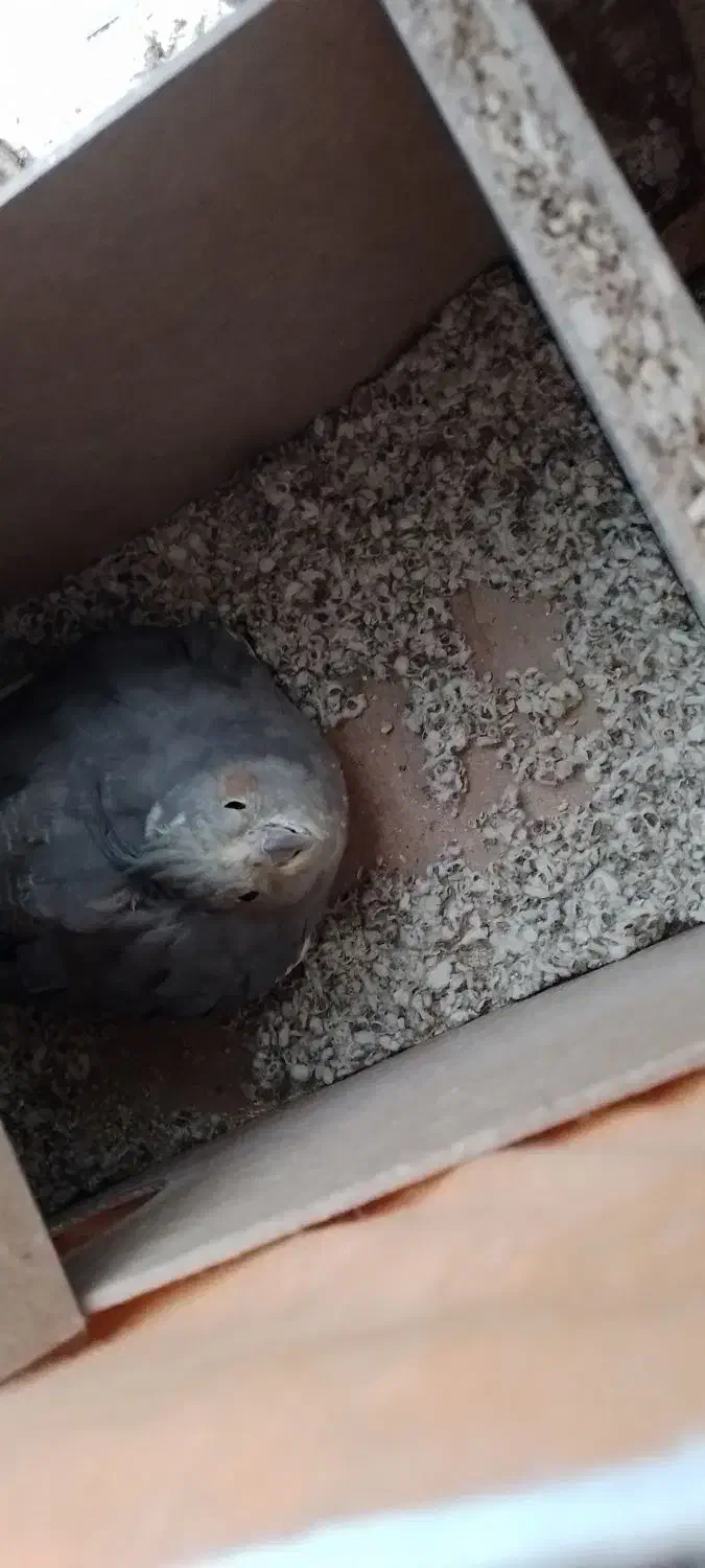 جفت عروس هلندی|پرنده|تربت جام, معدآباد|دیوار