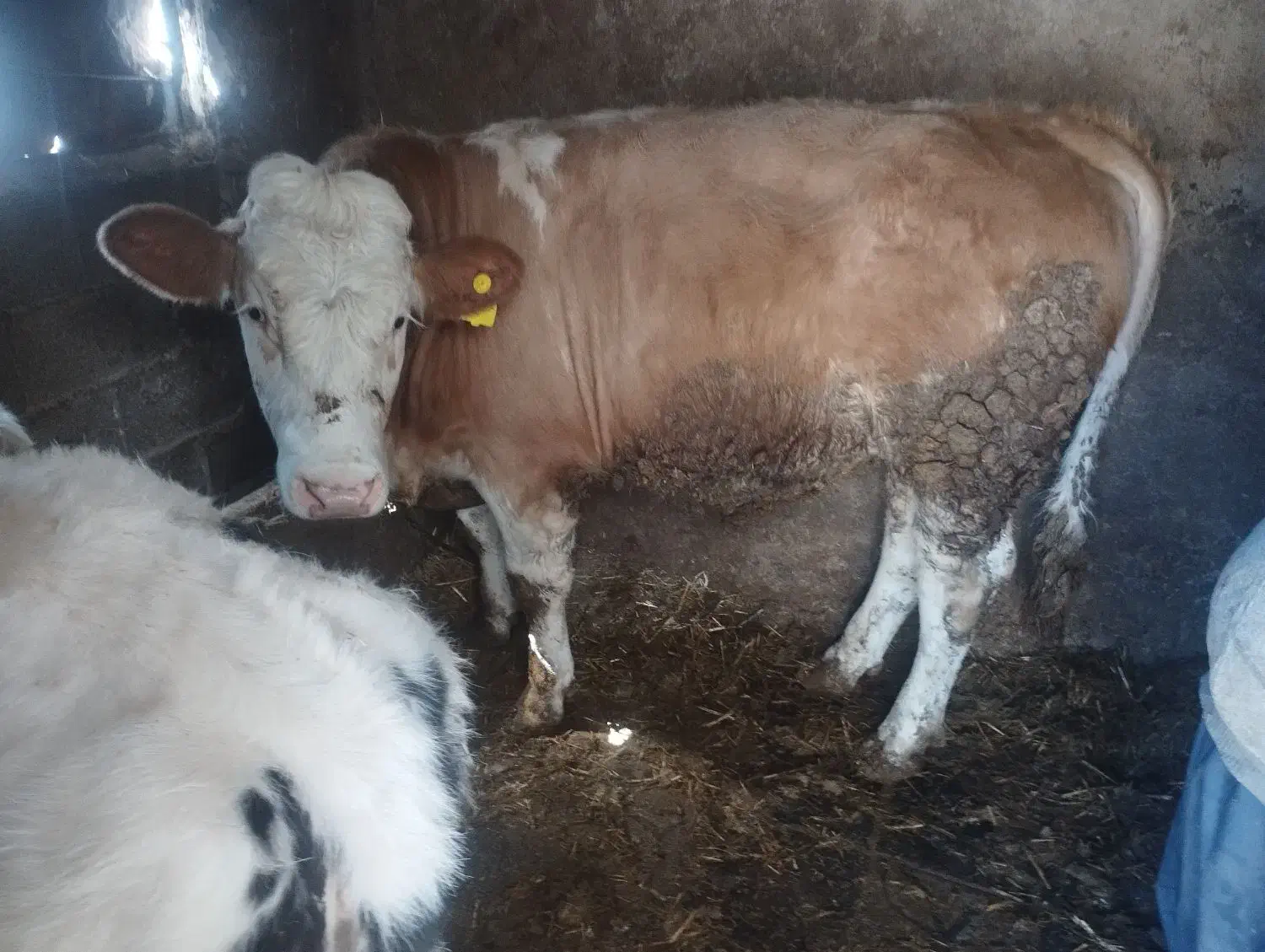 گاو|حیوانات مزرعه|صائین قلعه, |دیوار