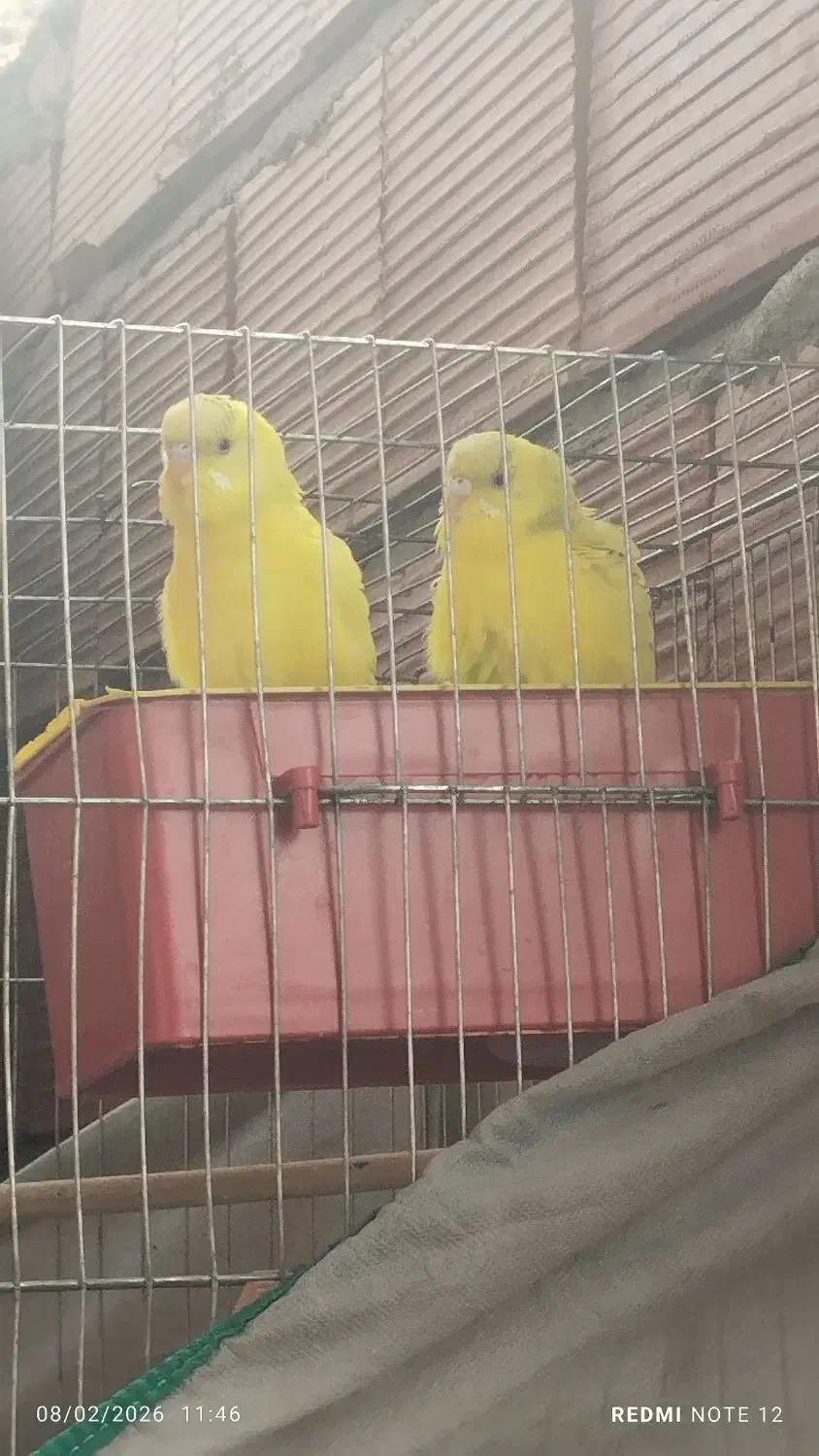 مرغ عشق|پرنده|کرمان, |دیوار