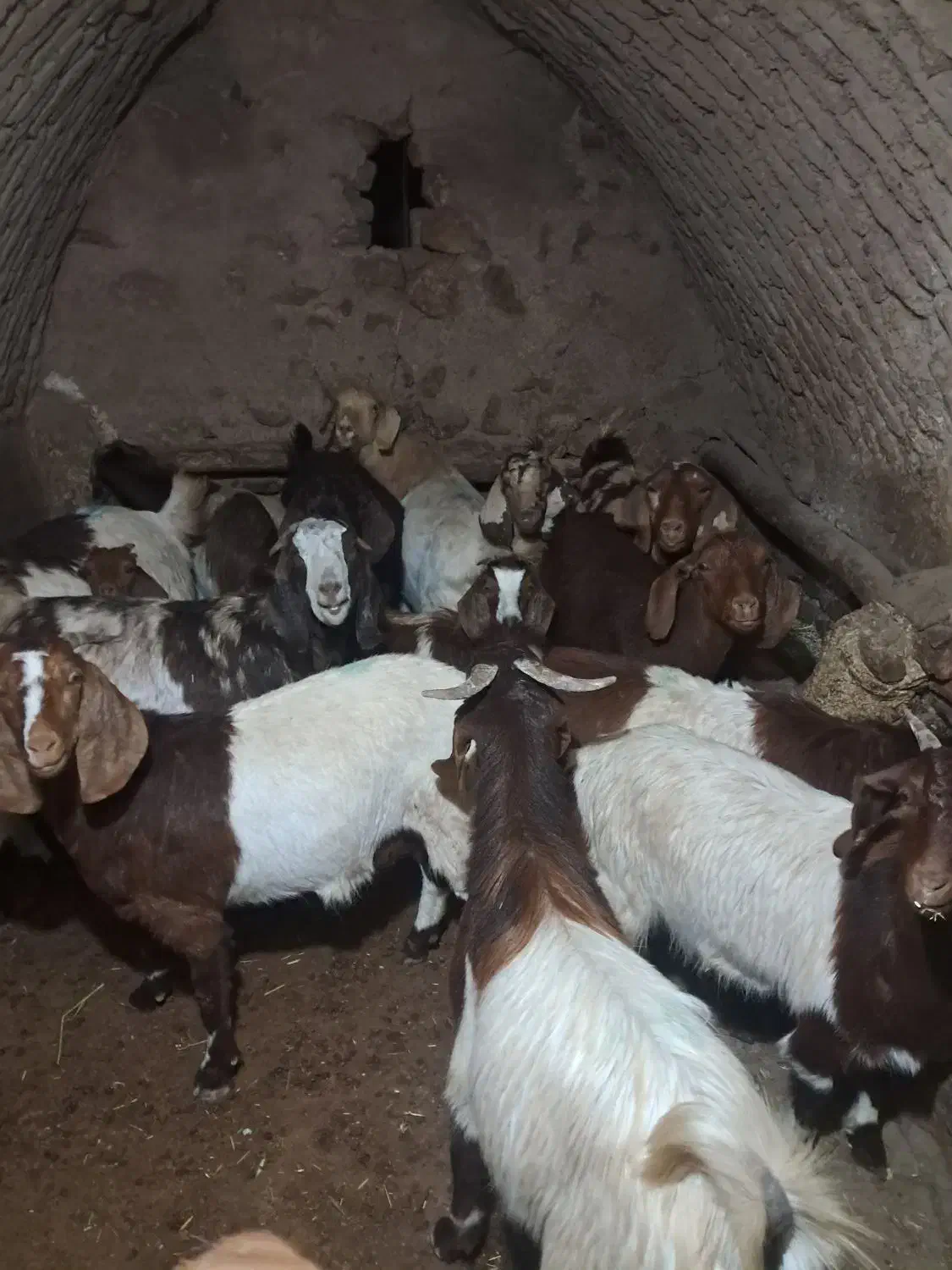 فروش بز|حیوانات مزرعه|قیدار, |دیوار