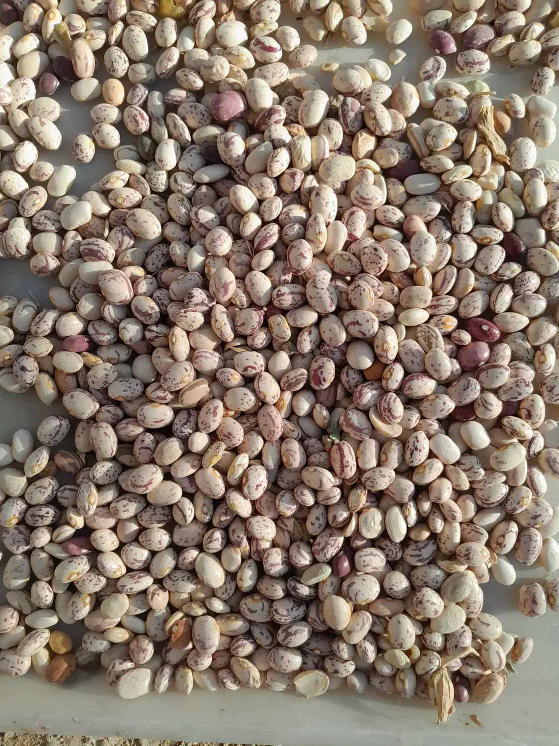 فروش لوبی چیتی|عمده‌فروشی|چادگان, |دیوار