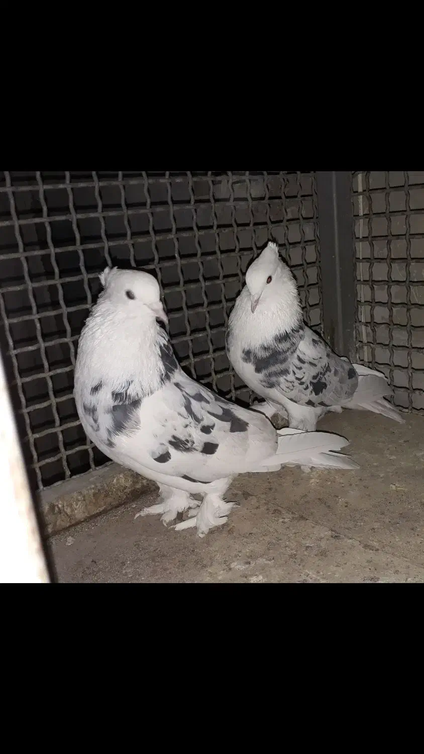 کبوتر شازده هما سرور کاکلی|پرنده|چهاردانگه (تهران), |دیوار