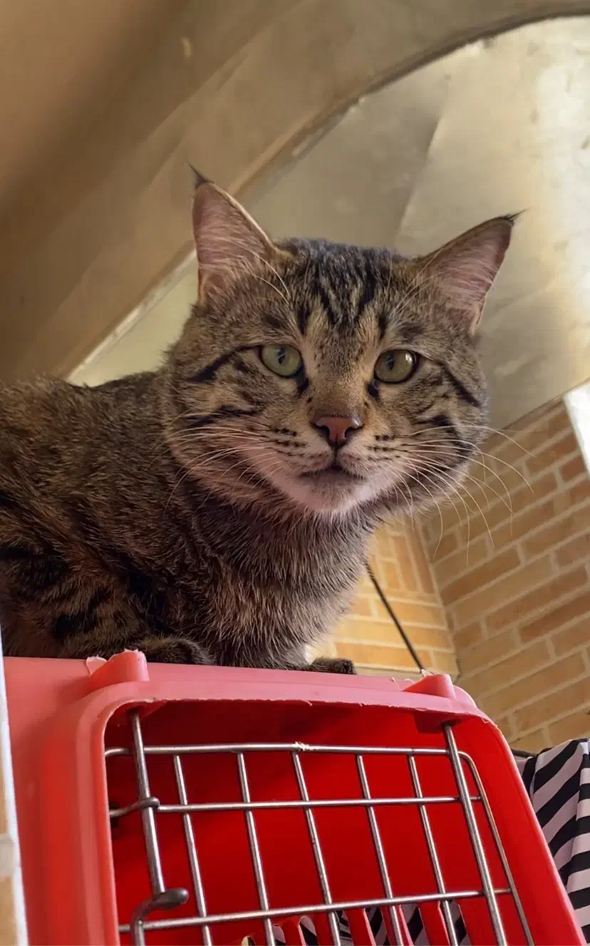 واگذاری گربه|گربه|فولادشهر, مسکن مهر فولادشهر|دیوار