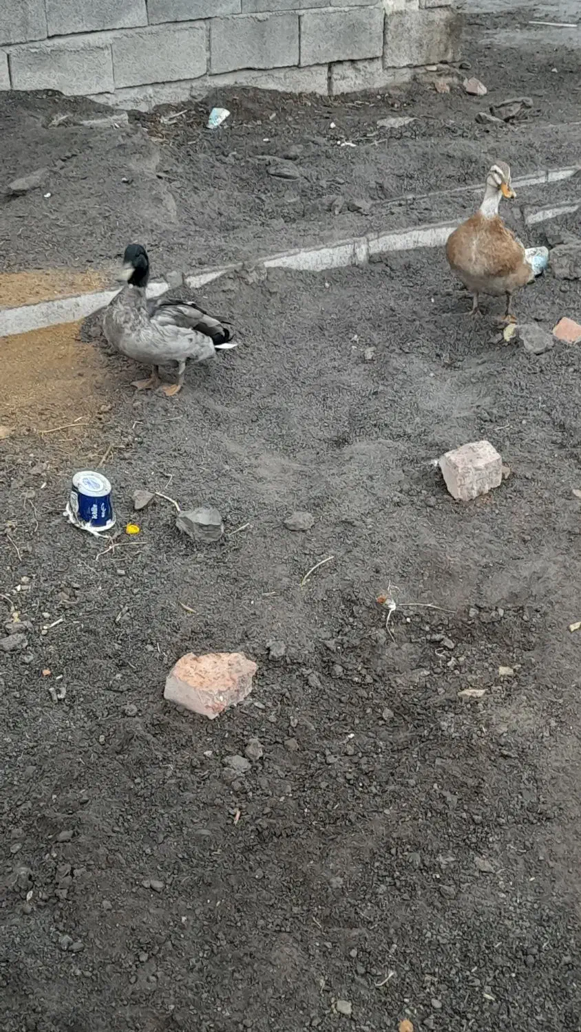 اردک نر پروازی|حیوانات مزرعه|بیستون, |دیوار