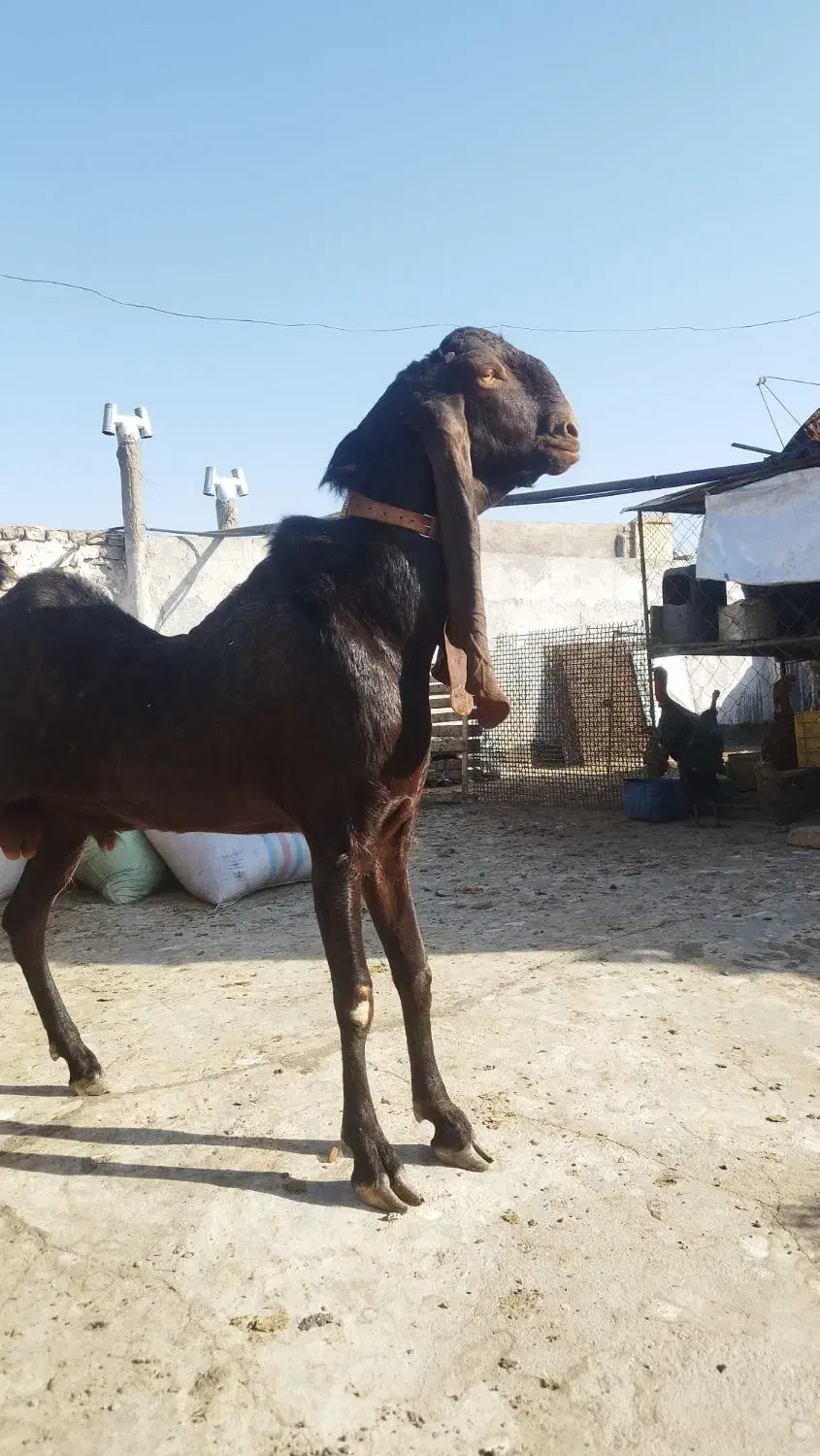 دوعددنربز مری اصیل گوش دراز|حیوانات مزرعه|زاهدان, |دیوار