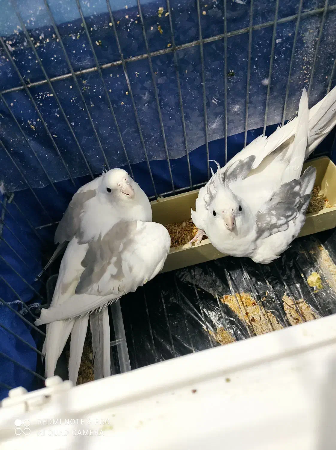 عروس هلندی دوکت البینو|پرنده|ساوه, |دیوار